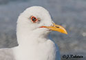 Larus canus